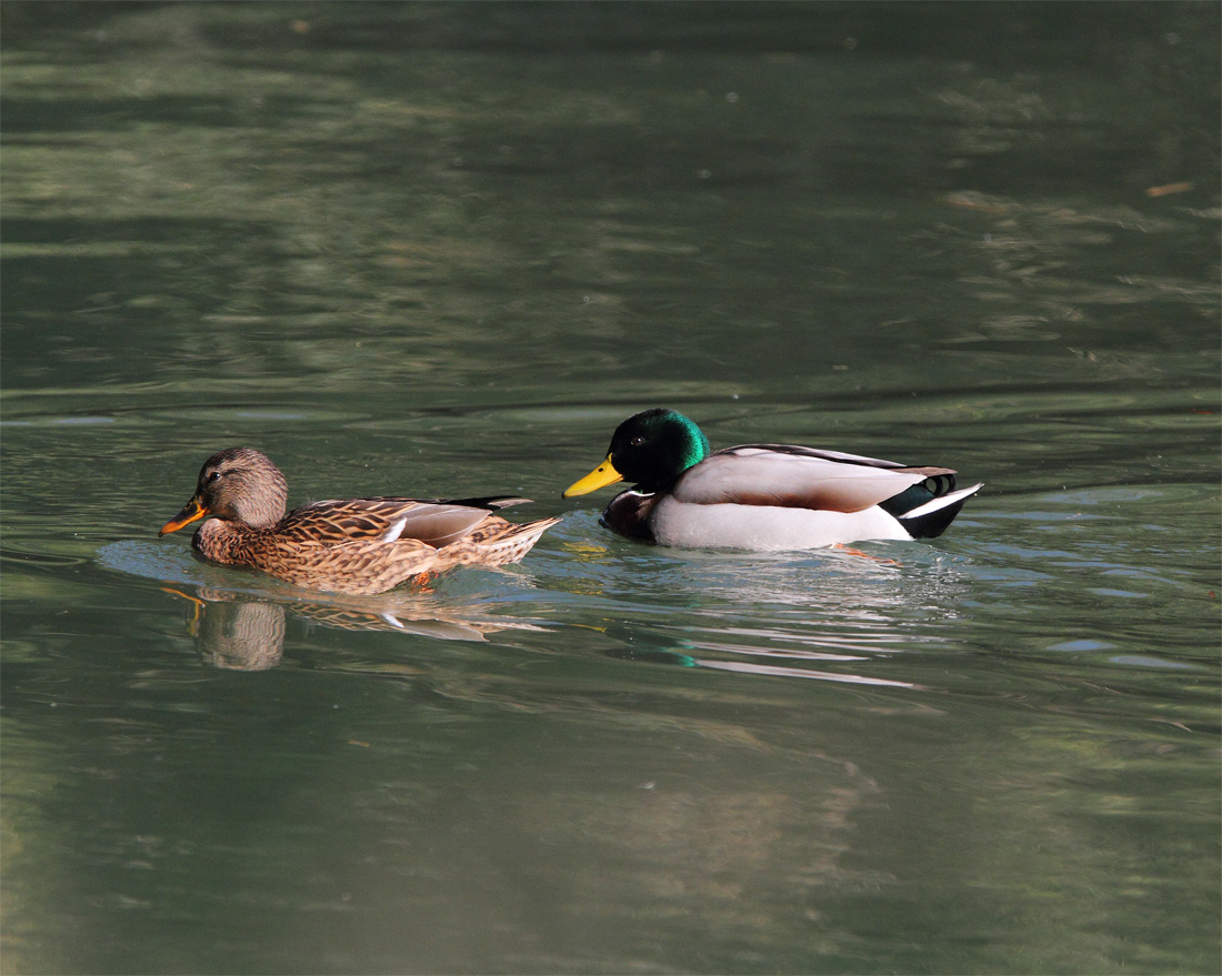 A公園で出合った野鳥達_f0212722_1726528.jpg