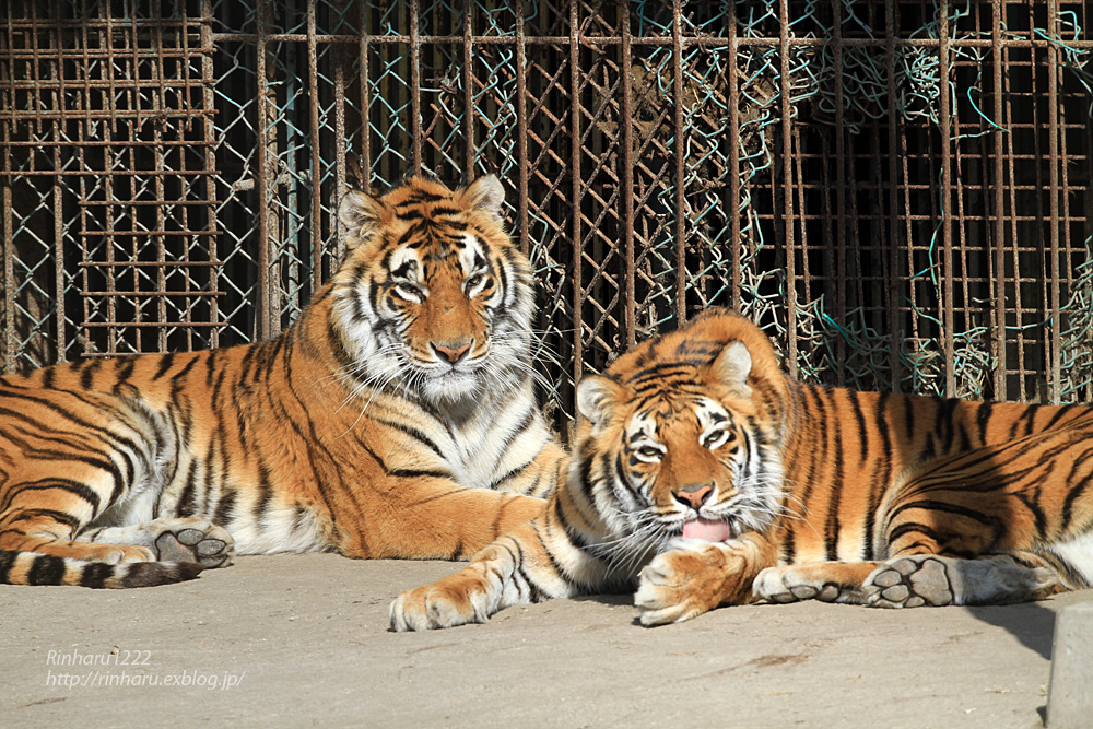 2015.1.17 那須サファリパーク☆トラのイオンとラブ【Tiger】_f0250322_162259100.jpg