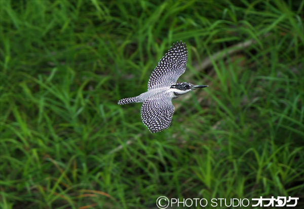 野鳥撮影のコツ ちょっとした事であなたの写真が変わります 野鳥大好き写真館 オオタケカメラ