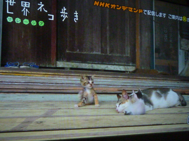 補聴器の不具合_b0217741_23445962.jpg