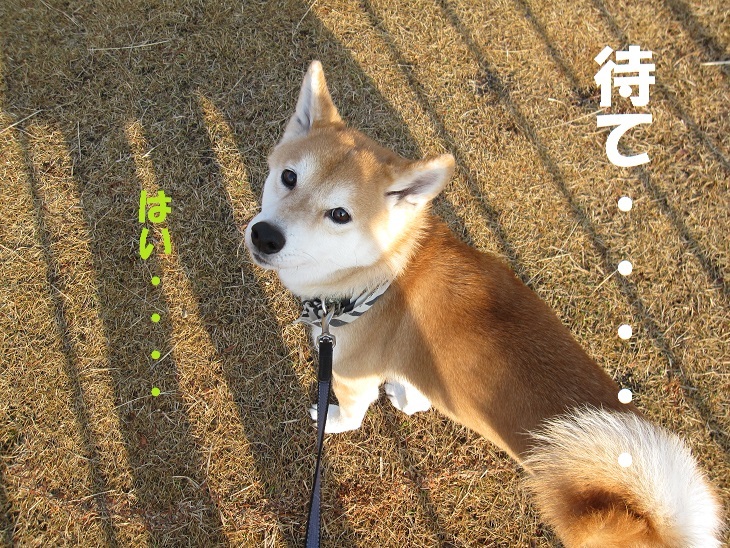 柴犬さんの回転スイッチ_f0245650_11432640.jpg