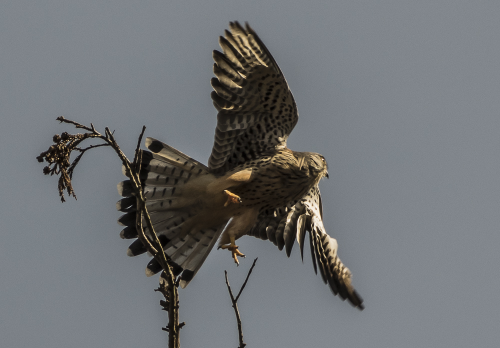 Ｍ Ｆ ０１５ マイフィールドの鳥たち ２０１５年１月１７日（土）晴_c0346859_19333731.jpg