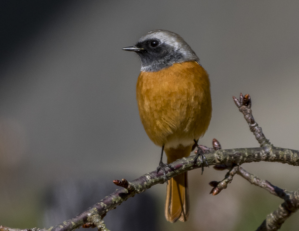 Ｍ Ｆ ０１５ マイフィールドの鳥たち ２０１５年１月１７日（土）晴_c0346859_19342153.jpg