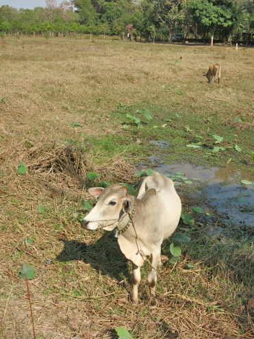 アンコール遺跡ツアー 動物事情ほか_c0260460_13303494.jpg