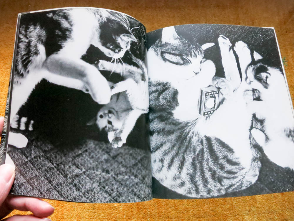 深瀬昌久　サスケ!いとしき猫よ サスケ！！ いとしき猫よ（Second Printing） - 深瀬 昌久