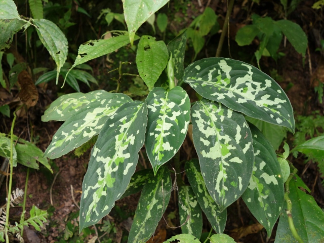 Aglaonema pictum”Fishbed”WS from Padang【AZ0914-2a】_a0067578_10523015.jpg