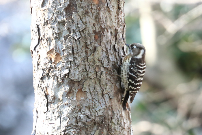 公園の野鳥_c0277284_10204745.jpg