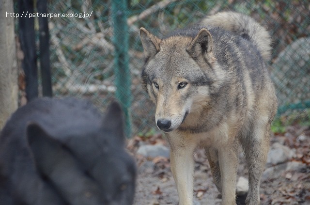 ２０１５年１月　東山動物園　その２_a0052986_2344148.jpg