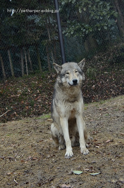 ２０１５年１月　東山動物園　その２_a0052986_23451040.jpg