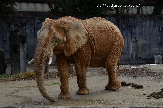 ２０１５年１月　東山動物園　その２_a0052986_2351237.jpg