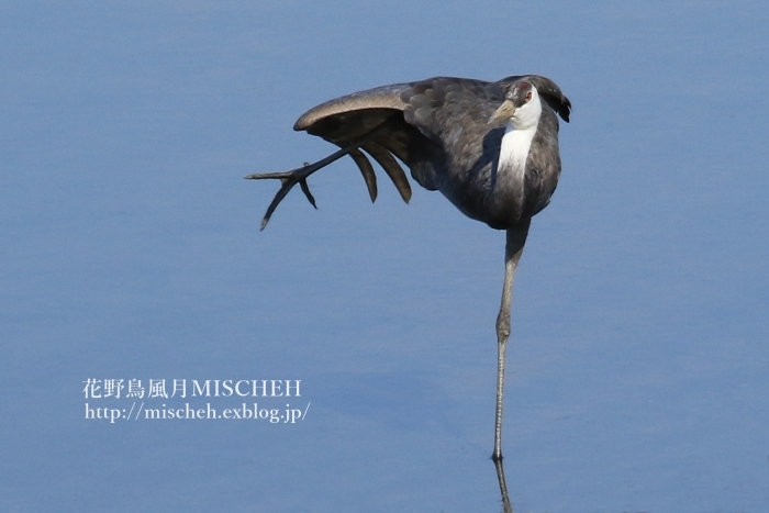 珍鳥ナベヅルが動く時_a0323488_00195994.jpg