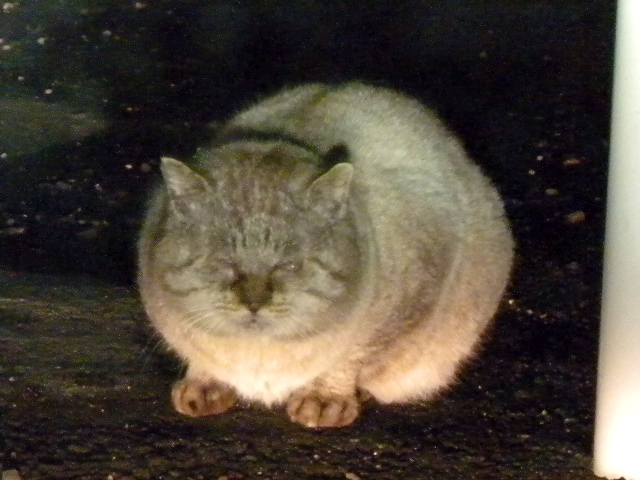 a0199297_1210431.jpg