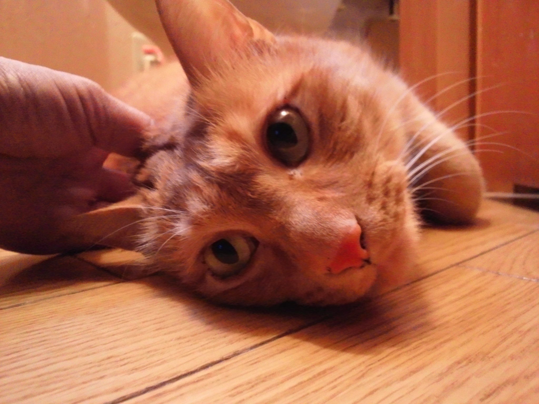 はじめまして!(ちゃん太)_f0242002_21565487.jpg