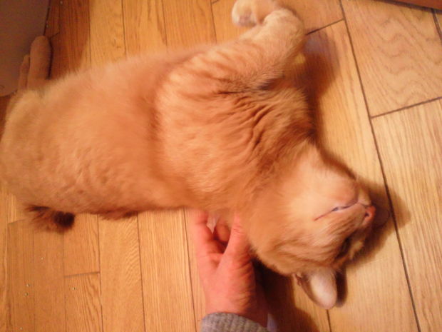 はじめまして!(ちゃん太)_f0242002_2157548.jpg