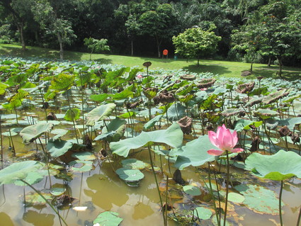 シンガポールのトンボは豪華すぎ！@Ang Mo Kio Town Garden West_c0212604_16224998.jpg