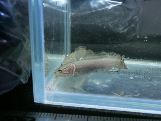 Amia calva (Linnaeus,1766) ver.2015_b0141806_2385775.jpg