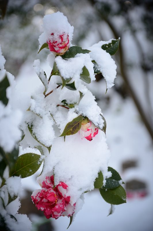2015京の雪景色@清水寺_f0032011_19133342.jpg