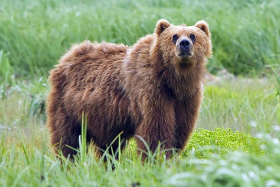 セルビア・ベオグラード動物園のハイブリッドの正体 ～ “Polar Bear/Kodiak Bear Hybrid” _a0151913_5455024.jpg