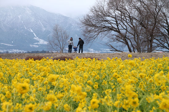 菜の花満開 第一なぎさ公園_e0048413_2014559.jpg