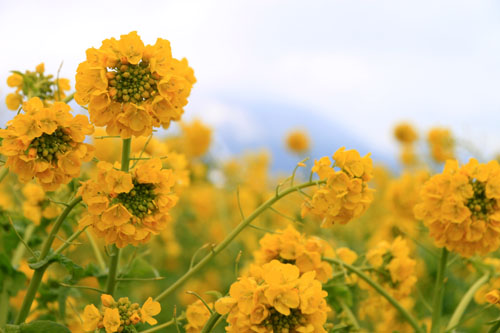 菜の花満開 第一なぎさ公園_e0048413_2025846.jpg