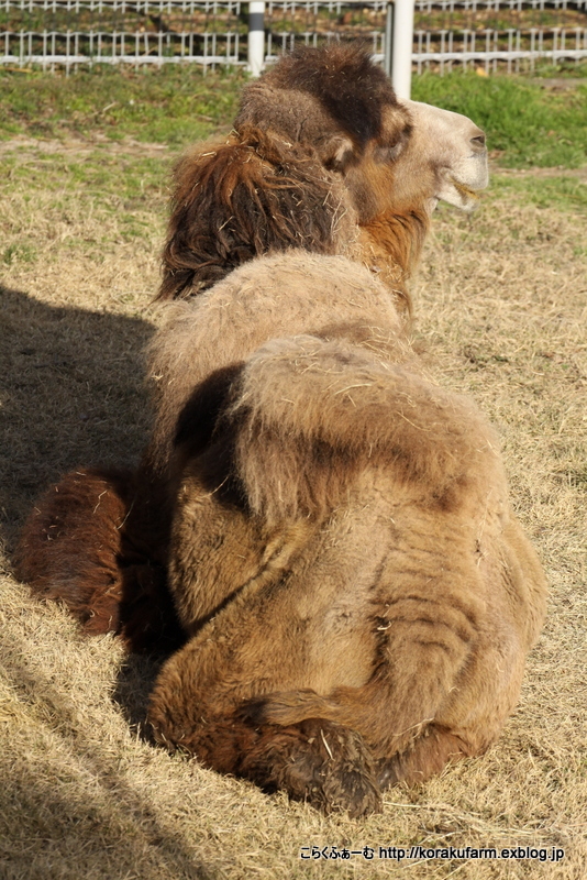 フタコブラクダのジャック 飼育員さん大好き_c0188824_22562006.jpg