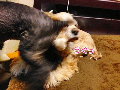 f0326925_00353442.gif