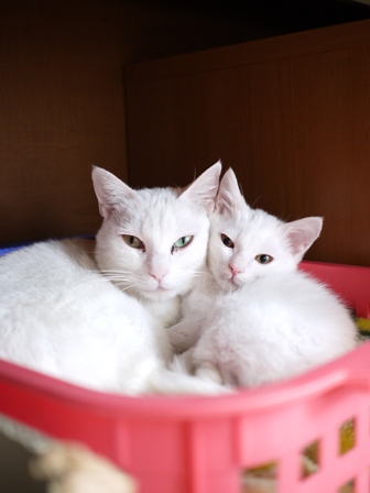 猫のお留守番 ゆきちゃんゆめくんあられくん編。_a0143140_2124632.jpg