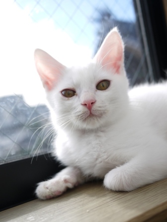 猫のお留守番 ゆきちゃんゆめくんあられくん編。_a0143140_2181349.jpg