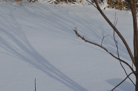 雪なのに、、、。_b0207642_13383534.jpg