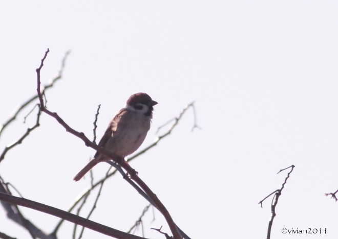 鬼怒グリーンパーク白沢の野鳥~阿久津大橋の白鳥 2015冬_e0227942_21382287.jpg