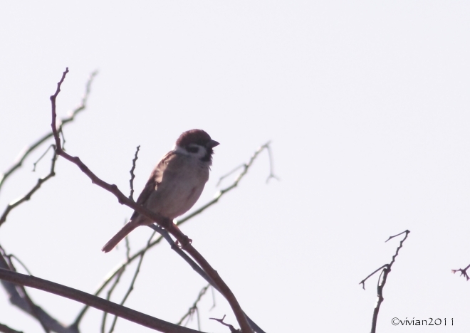 鬼怒グリーンパーク白沢の野鳥～阿久津大橋の白鳥　2015冬_e0227942_21382287.jpg