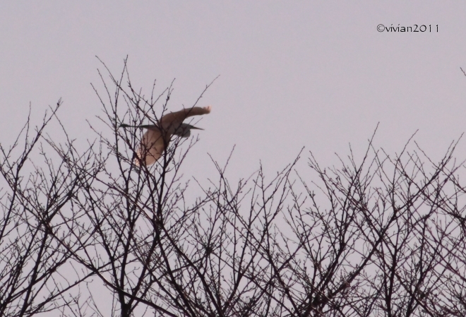 鬼怒グリーンパーク白沢の野鳥～阿久津大橋の白鳥　2015冬_e0227942_21422400.jpg