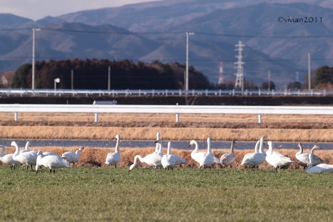 鬼怒グリーンパーク白沢の野鳥~阿久津大橋の白鳥 2015冬_e0227942_21451987.jpg