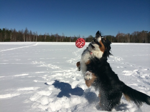 今年初の雪遊び_a0108146_14512305.jpg