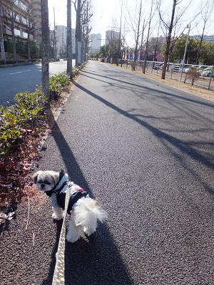 風邪気味にてスイッチオフな日。_c0261346_2172671.jpg