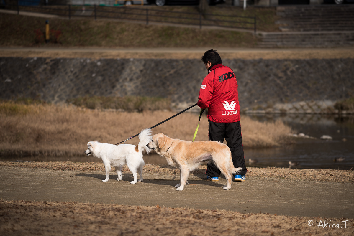 賀茂川スナップ 〜1〜_f0152550_18282757.jpg