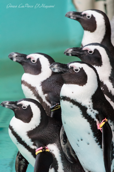 動物のいる風景　上野動物園　ペンギン_b0133053_052543.jpg