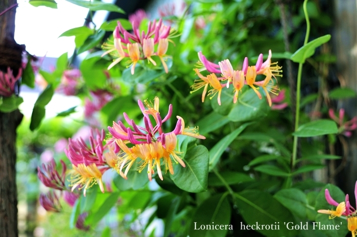 ハニーサックル : JUDEの庭と薔薇のカヲリ