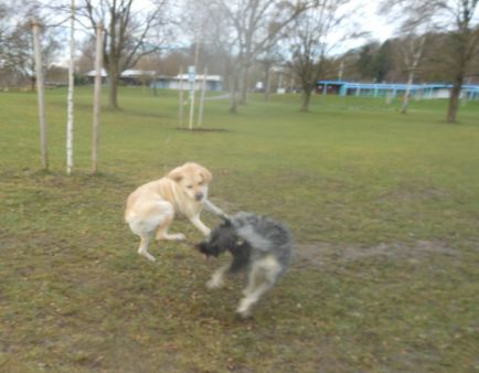 訪問犬グループの集まり　＆　ミニシュナと戯れるナナ_c0211876_611404.jpg