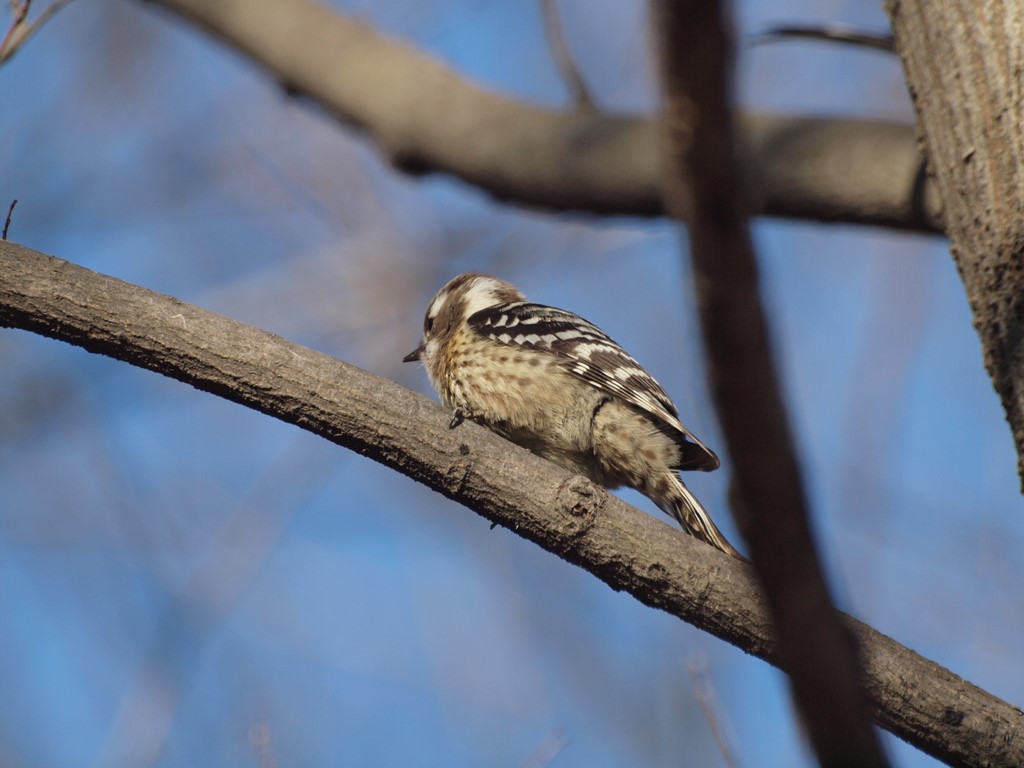 可愛いキツツキ 小啄木鳥 コゲラ 自然風の自然風だより