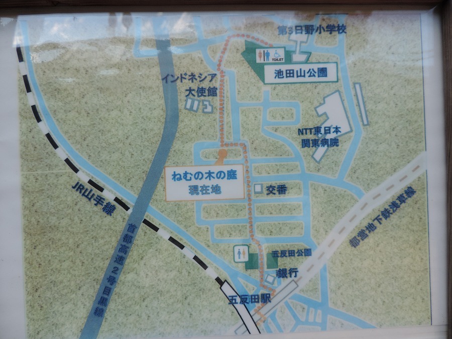 冬枯れのねむの木の庭_c0187781_02243414.jpg