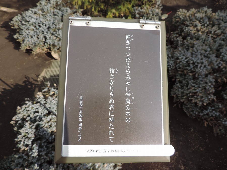 冬枯れのねむの木の庭_c0187781_02283520.jpg