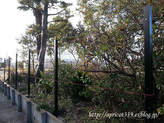週末は庭仕事_c0293787_16322089.jpg