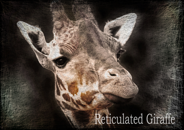 アミメキリン：Reticulated Giraffe_b0249597_1544252.jpg