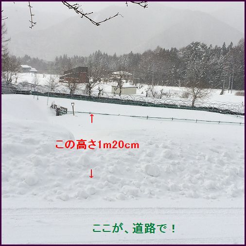 雪のドッグランは、今。。。_c0127703_052649.jpg