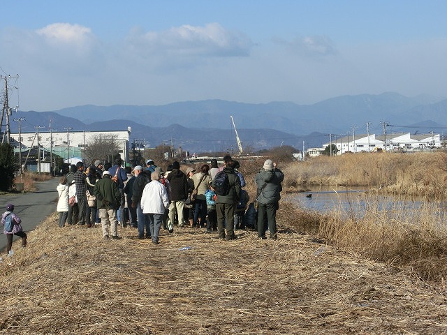 冬の野鳥観察会in浮島ヶ原自然公園＆沼川_f0141310_751138.jpg