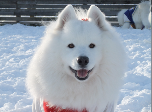 a0044521_10295419.png