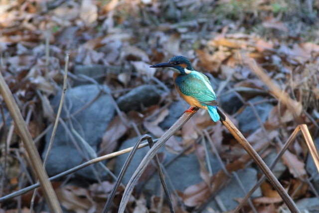 1月19日の水元公園のカワセミ_f0356928_15584519.jpg