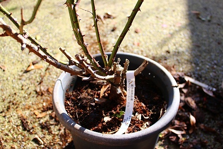 薔薇の植え替えと冬剪定 おやすみ前の独り言