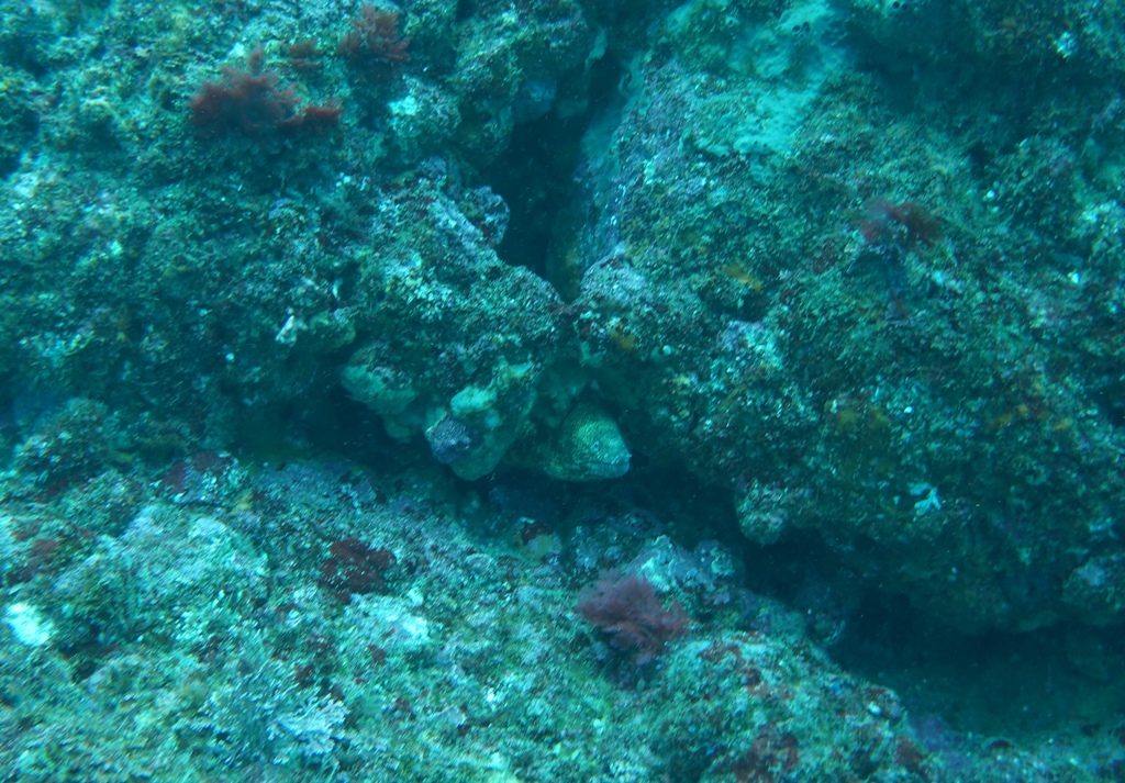 海中熟成2ヶ月目_b0308353_18421923.jpg
